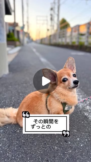愛犬との散歩の思い出を伝えるYour Photo Cushionの投稿